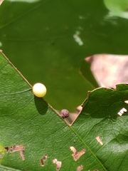 Zopheroteras hubbardi