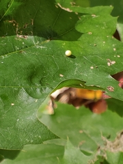 Zopheroteras hubbardi