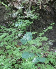 Pimpinella tripartita