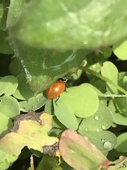 Cycloneda emarginata