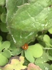 Cycloneda emarginata