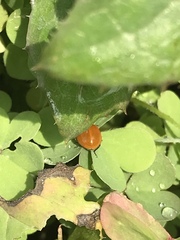 Cycloneda emarginata