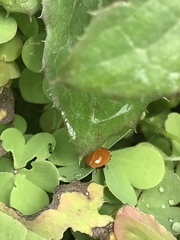 Cycloneda emarginata