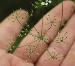 Pimpinella tripartita