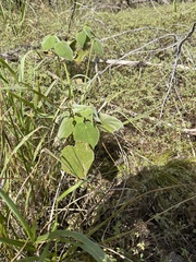 Allowissadula holosericea