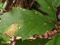 Zopheroteras hubbardi