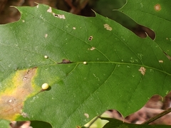 Zopheroteras hubbardi