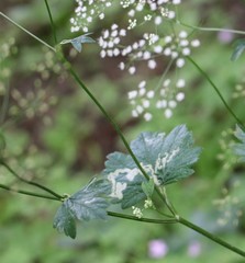 Pimpinella tripartita