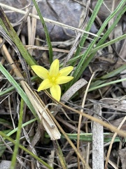 Hypoxis wrightii