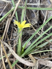 Hypoxis wrightii
