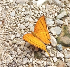 Marpesia harmonia