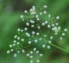 Pimpinella tripartita