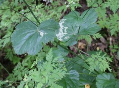 Pimpinella tripartita
