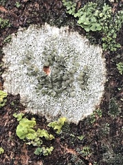 Lecanora cenisia