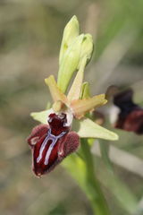 Ophrys sphegodes atrata