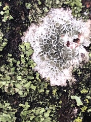 Lecanora cenisia
