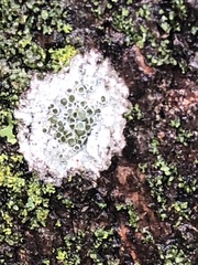 Lecanora cenisia