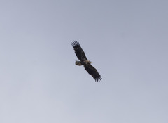 Haliaeetus albicilla