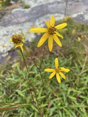 Helianthus longifolius