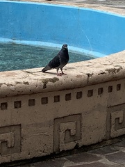 Columba livia