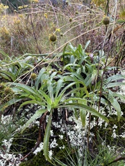 Helianthus longifolius