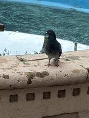 Columba livia