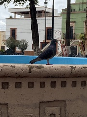 Columba livia