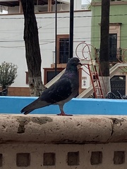 Columba livia
