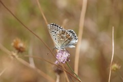 Polyommatus hispana