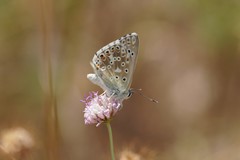 Polyommatus hispana