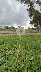 Taraxacum officinale