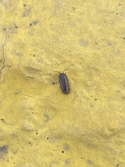 Armadillidium vulgare