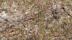 Plagiobothrys tenellus