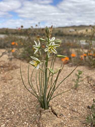 Albuca consanguinea