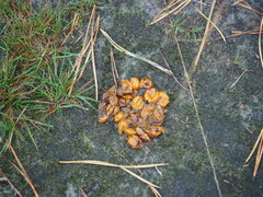 Muntiacus reevesi