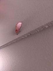 Phyprosopus callitrichoides