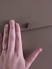 Phyprosopus callitrichoides