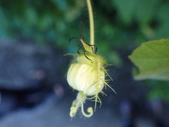 Anisoscelis marginellus