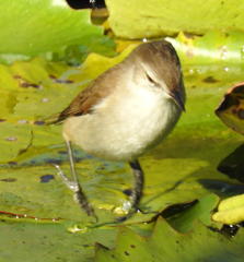 Acrocephalus gracilirostris gracilirostris