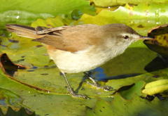 Acrocephalus gracilirostris gracilirostris