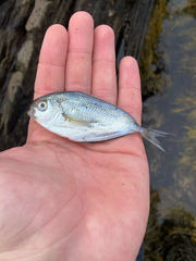 Peprilus triacanthus