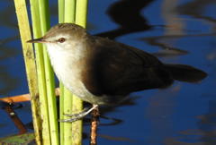 Acrocephalus gracilirostris gracilirostris