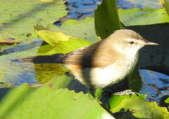 Acrocephalus gracilirostris gracilirostris