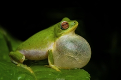 Raorchestes jayarami