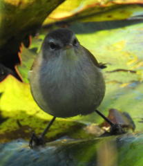 Acrocephalus gracilirostris gracilirostris
