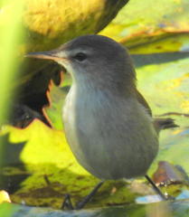 Acrocephalus gracilirostris gracilirostris