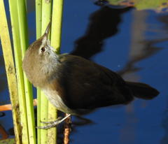 Acrocephalus gracilirostris gracilirostris