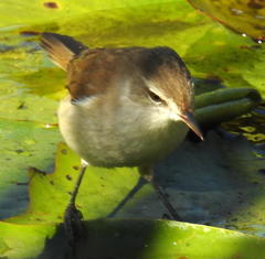 Acrocephalus gracilirostris gracilirostris