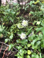 Verbesina walteri