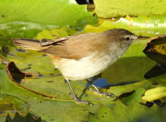 Acrocephalus gracilirostris gracilirostris
